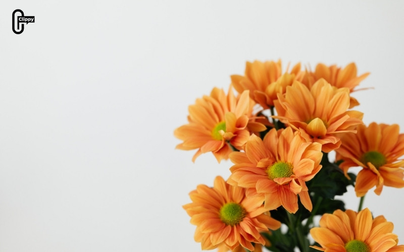 instagram flower captions