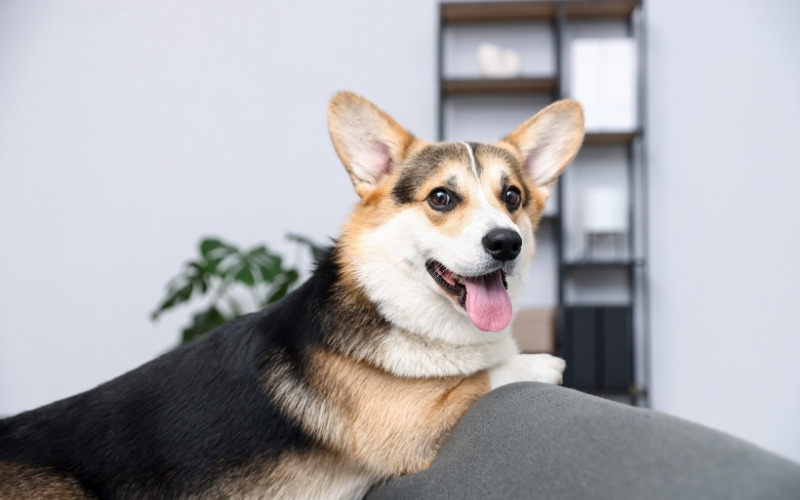 dog caption instagram