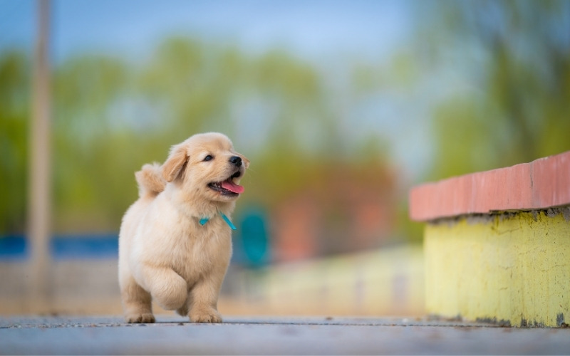 Dog love Captions