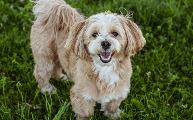 Short captions for Dogs
