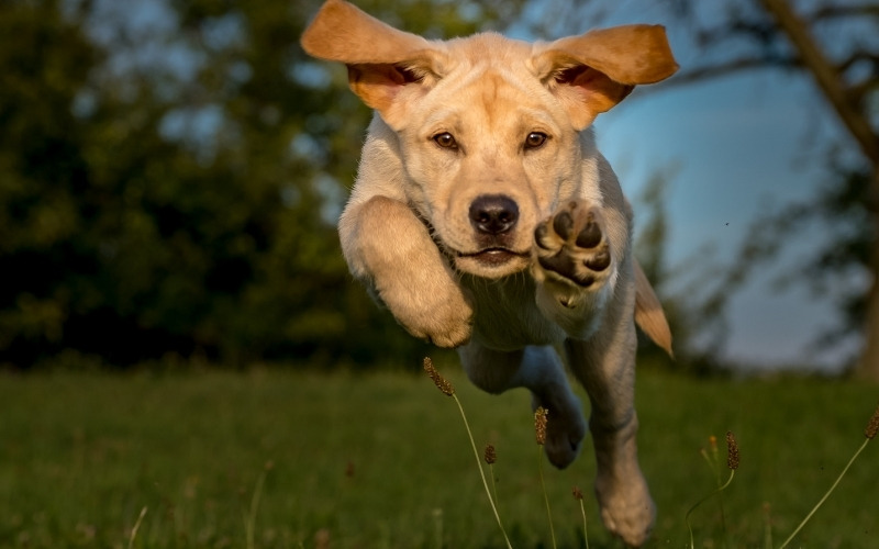 Short dog captions for Instagram