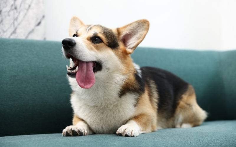 dog caption instagram