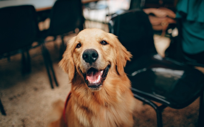 Cute dog captions