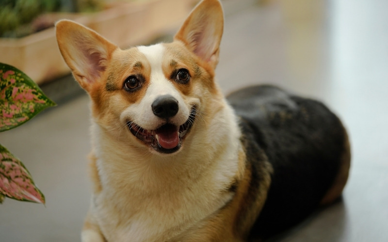 Cute dog captions