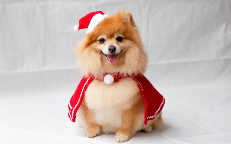Funny short dog captions for Instagram