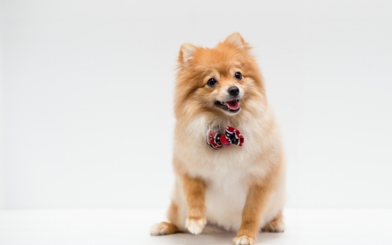 Funny short dog captions for Instagram