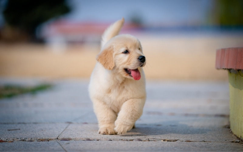 Dog love Captions